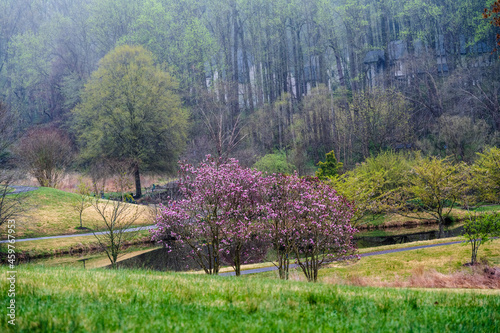Photography Colorful Trees in a Garden
