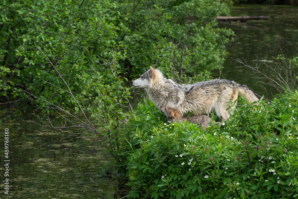 Fototapeta premium Grey Wolf (Canis lupus) and Pup Look Left Across Water Summer