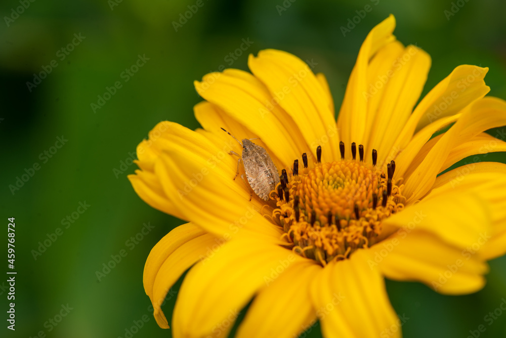 a beetle and a heliopsis blooms beautifully on the lawn. High quality photo a beetle and a heliopsis blooms beautifully on the lawn. High quality photo