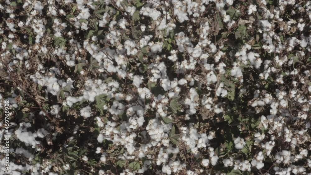 Mature Cotton field ready for picking, Aerial view.
Mature Cotton field ready for picking, Aerial view.