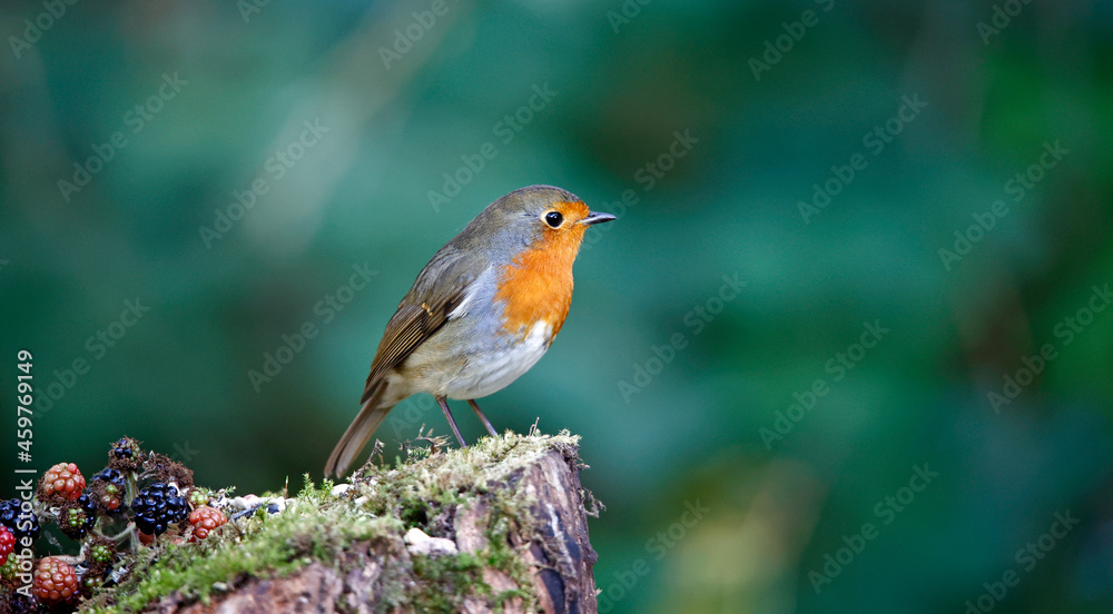 Eurasian robin perched on a log in a woodland location Eurasian robin perched on a log in a woodland location