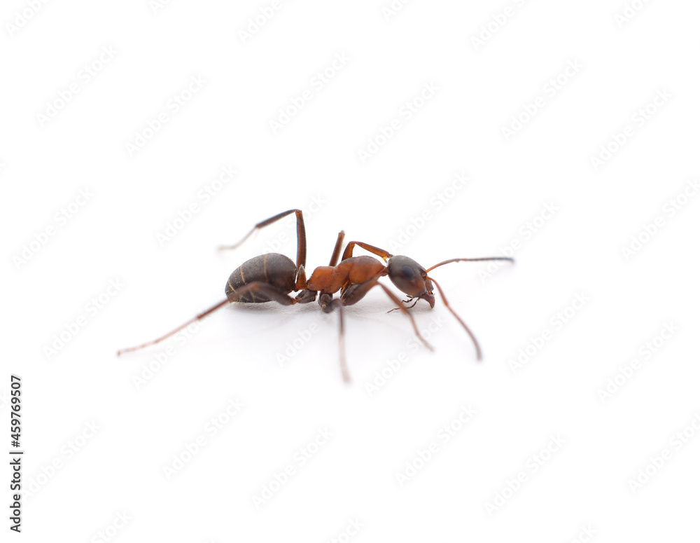 One little ant. One little ant.
