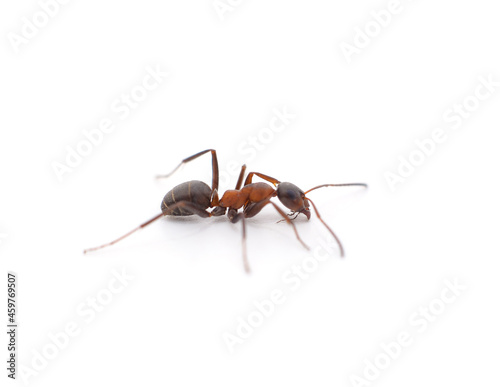 One little ant. © voren1