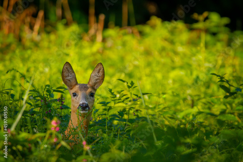 Roe deer in the meadow at sunrise