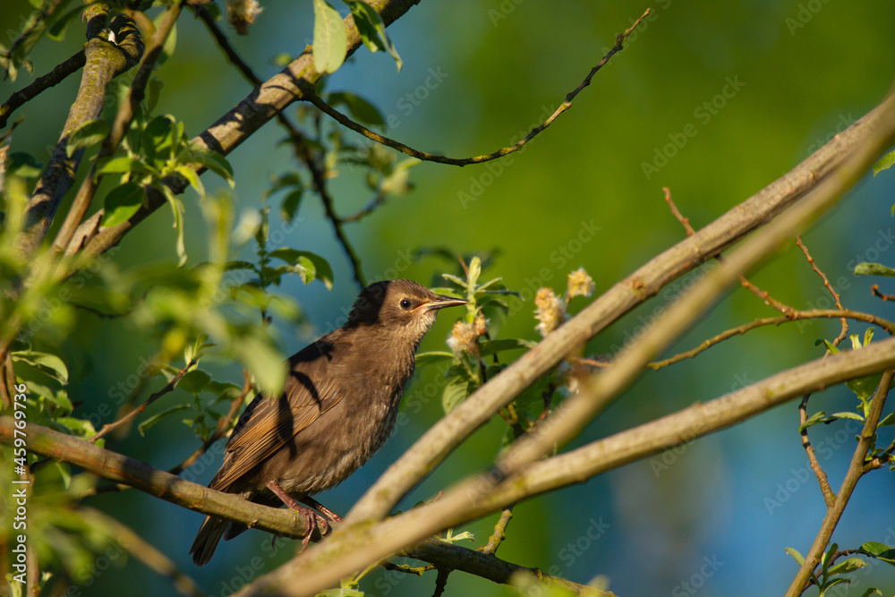 starling in the branches of a tree starling in the branches of a tree