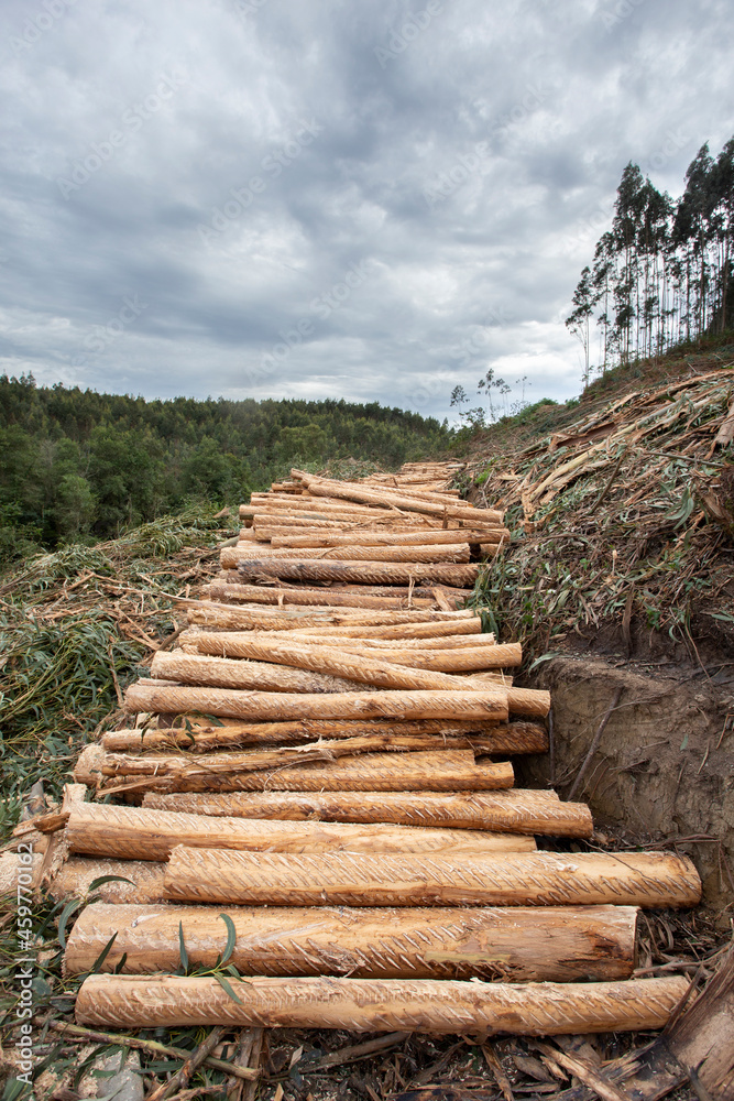 piles of wood stacked on a road ready to be taken to the processing factory. Eucalyptus globulus trees. Family: Myrtaceae. piles of wood stacked on a road ready to be taken to the processing factory. Eucalyptus globulus trees. Family: Myrtaceae.
