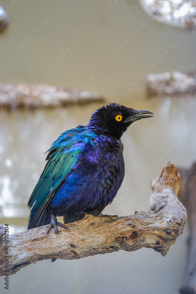 The Cape starling, red-shouldered glossy-starling or Cape glossy starling The Cape starling, red-shouldered glossy-starling or Cape glossy starling