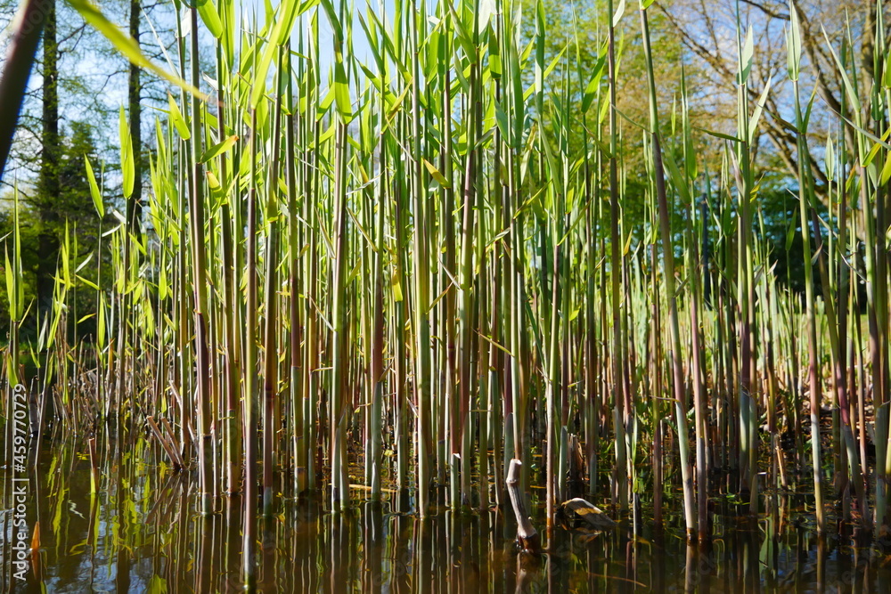 Fototapeta premium reeds in the sunlight on the edge of a forest lake