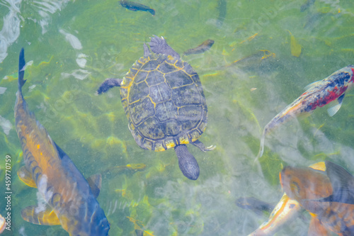 Common freshwater turtle in natural habitat