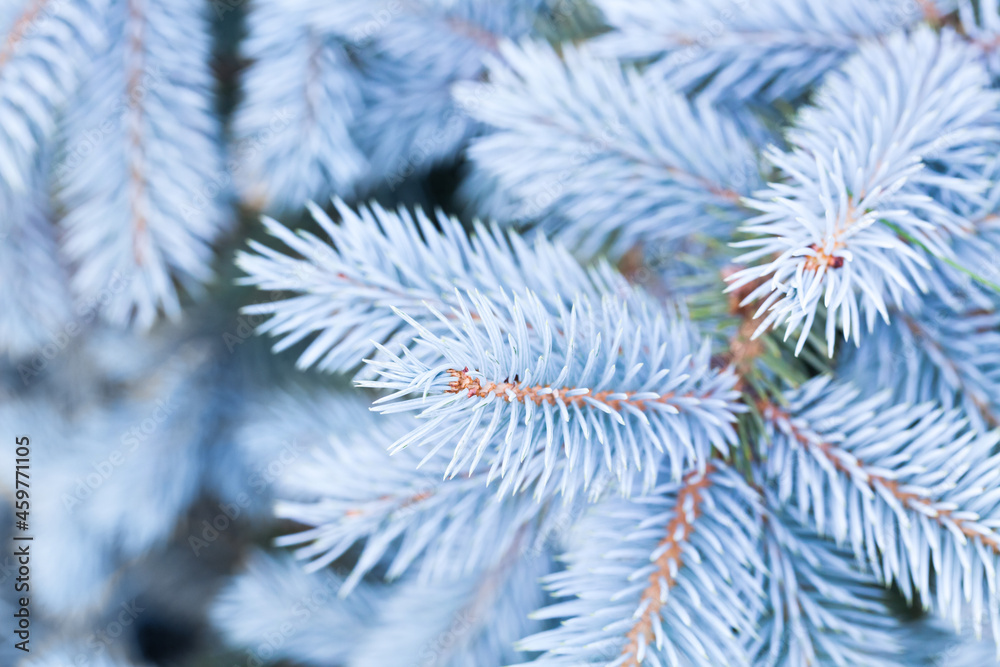 Light blue spruce branches with frost and snow