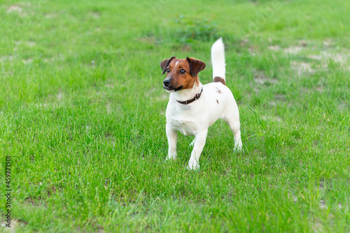Adorable small active little smart dog Jack Russell terrier playing with a boy. © Alexandr