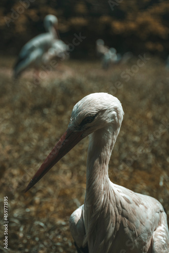 stork stands in the field