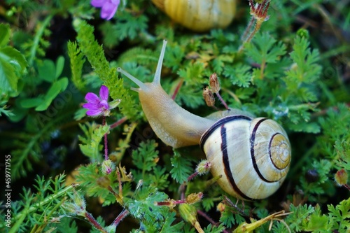 Un escargot dans le jardin photo