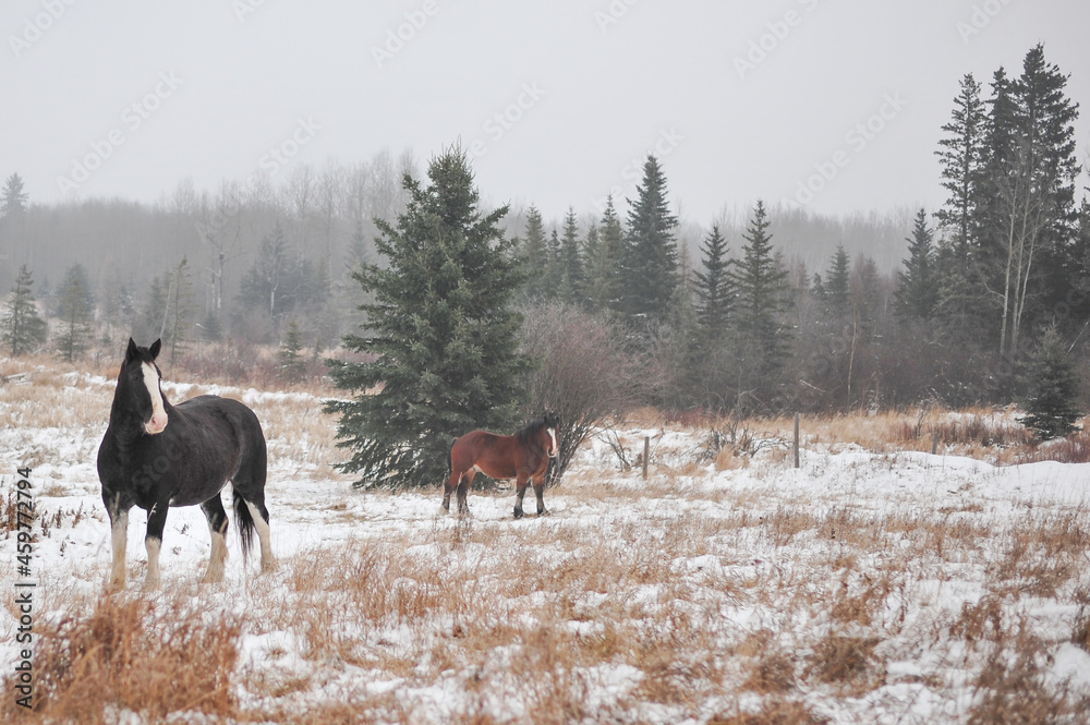 Two Clydesdale horses stand in pasture during a snow storm