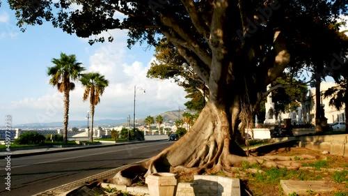 Reggio Calabria, Italy, the Ficus Magnolioides trees in Falcomatà waterfront photo