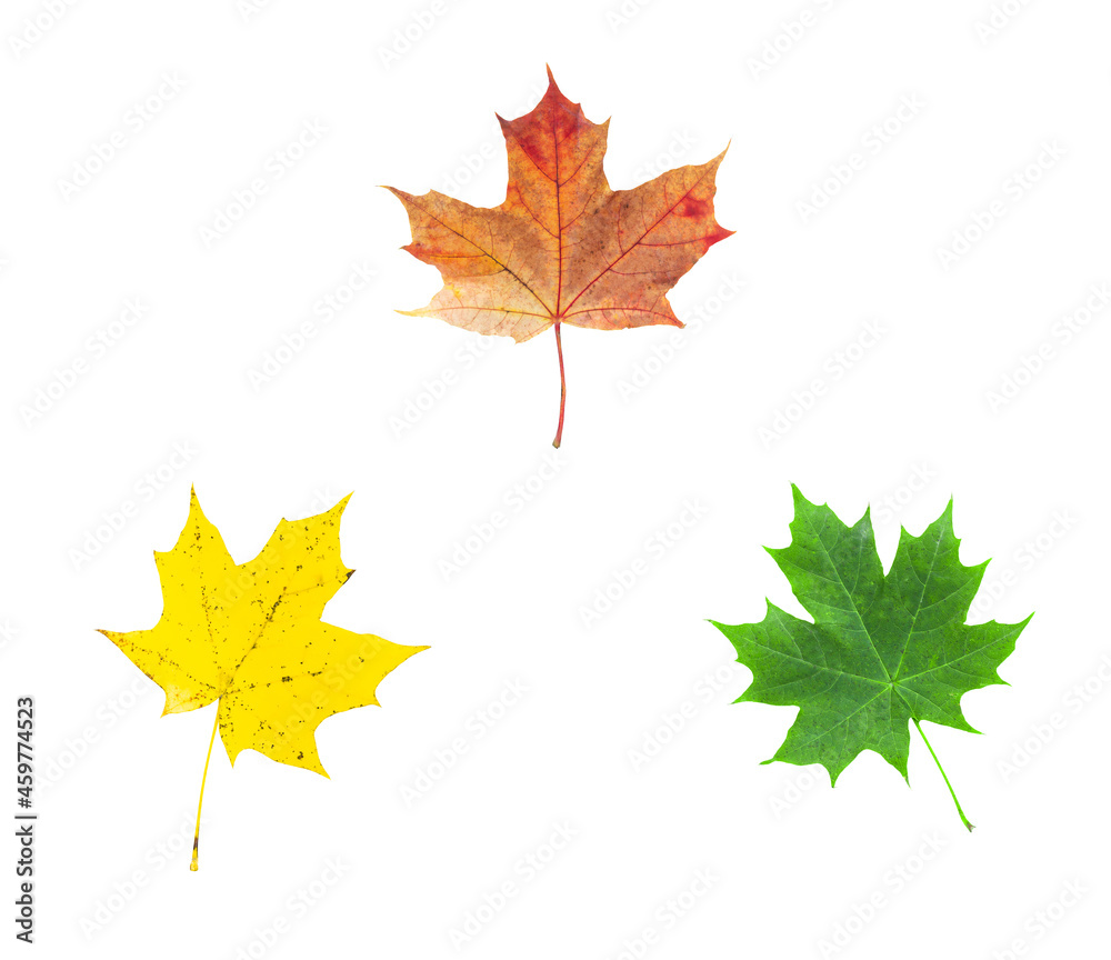 Obraz premium Autumn fall leaf isolated set on white background