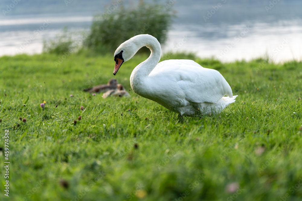 Ein Schwan auf einer grünen Wiese am Berzdorfer See bei Görlitz in Sachsen. Ein Schwan auf einer grünen Wiese am Berzdorfer See bei Görlitz in Sachsen.