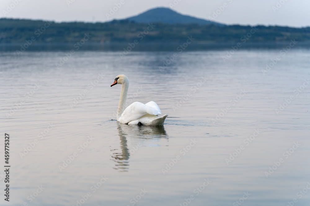 Ein Schwan auf einer grünen Wiese am Berzdorfer See bei Görlitz in Sachsen. Ein Schwan auf einer grünen Wiese am Berzdorfer See bei Görlitz in Sachsen.