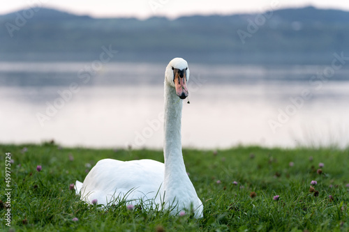 Ein Schwan auf einer grünen Wiese am Berzdorfer See bei Görlitz in Sachsen. photo