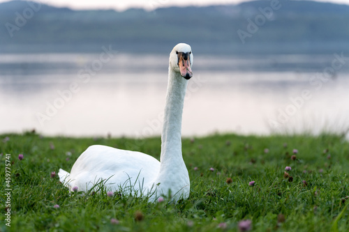 Ein Schwan auf einer grünen Wiese am Berzdorfer See bei Görlitz in Sachsen. photo