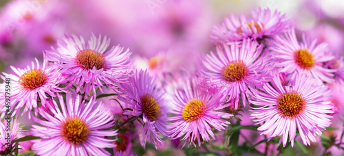 Pink aster flowers in a garden photo