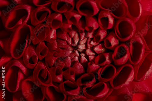 Beautiful red coloured sunny Dahlia flower texture, close up view , flower on brown background