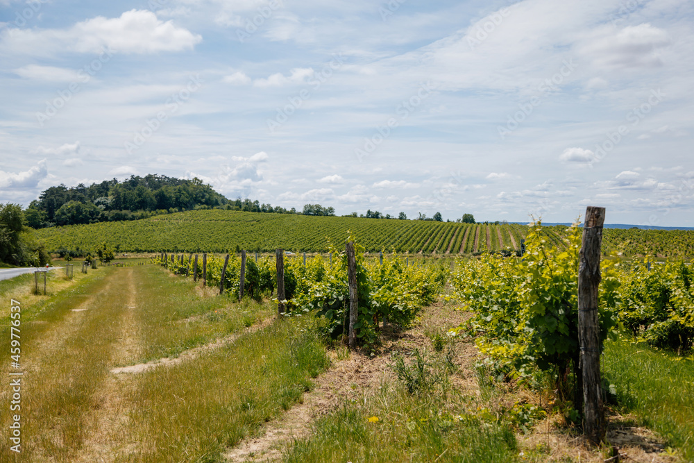 Mikulov, South Moravian Region, Czech Republic, 05 July 2021: green young vineyards hills at St. Jacob's Way at sunny summer day, panoramic landscape view, wine street, tourist destination, Palava