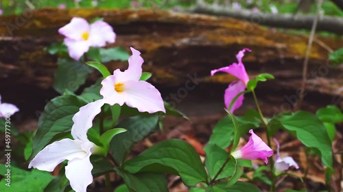Closeup of wild white and pink trillium wildflowers flowers in early spring in Virginia, USA Blue Ridge Mountains parkway in Wintergreen Resort 