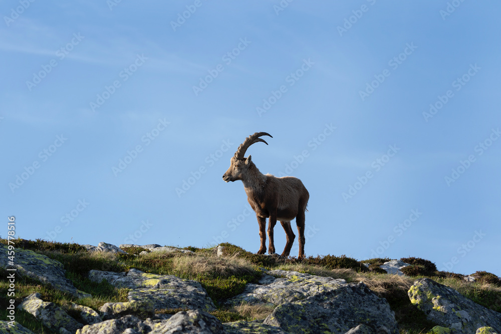 Alpine ibex, capra ibex, Switzerland