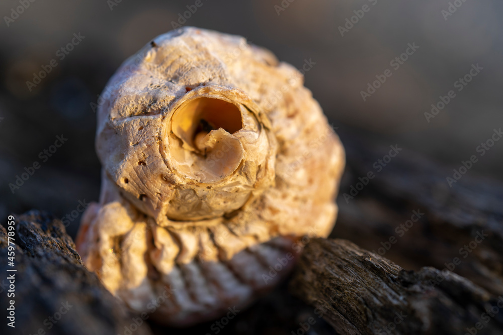 Still life with seashells on a blurry background