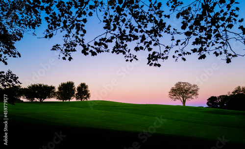 Tranquil Landscape with trees in silhouette over the green hill at pink sunrise. Abstract shapes and patterns of tree branches and the rolling hill.