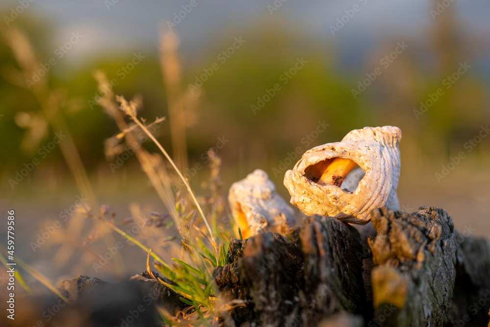 Still life with seashells on a blurry background Still life with seashells on a blurry background
