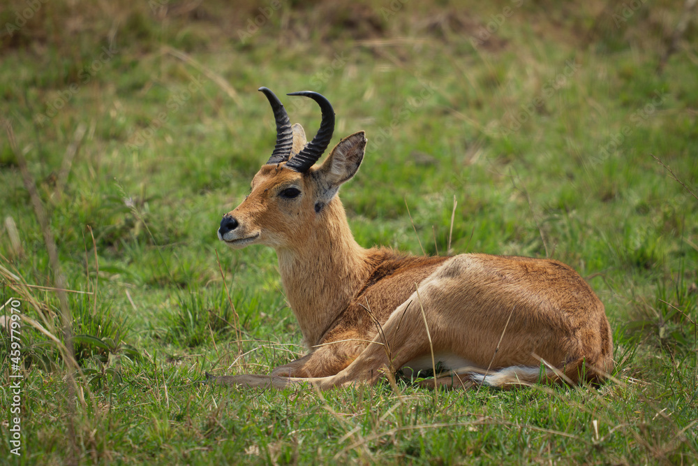 Bohor Reedbuck - Redunca redunca antelope native to central Africa, animal under the genus Redunca and in the family Bovidae, brown medium-sized antelope male laying on the grass