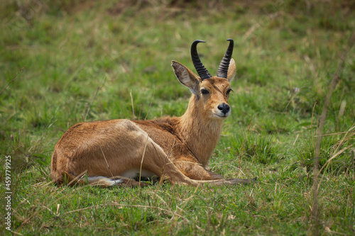 Bohor Reedbuck - Redunca redunca antelope native to central Africa  animal under the genus Redunca and in the family Bovidae  brown medium-sized antelope male laying on the grass