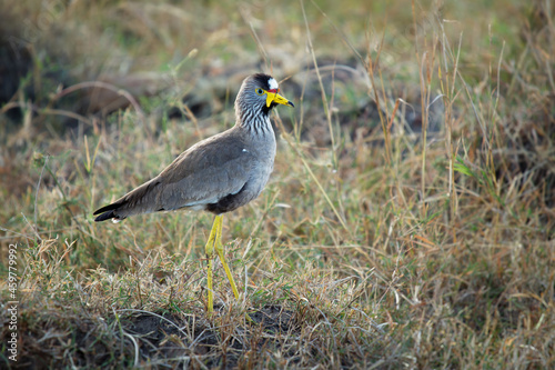 African wattled lapwing - Vanellus senegallus also Senegal wattled plover, large grey brown wading bird in family Charadriidae, resident breeder in sub-Saharan Africa, yellow legs and beak photo