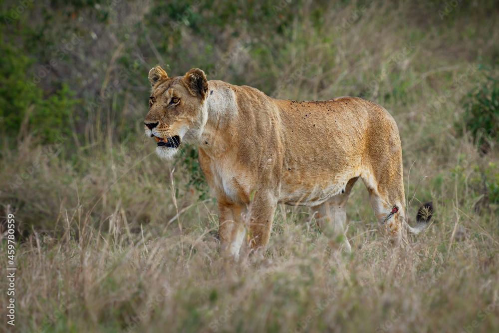 Lion - Panthera leo king of the animals. Lion - the biggest african cat, hurt injured lioness standing in the bush in Masai Mara National Park in Kenya Africa Lion - Panthera leo king of the animals. Lion - the biggest african cat, hurt injured lioness standing in the bush in Masai Mara National Park in Kenya Africa