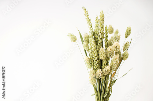 Bouquet of beautiful light green dried flowers on white background. Home decoration concept. photo