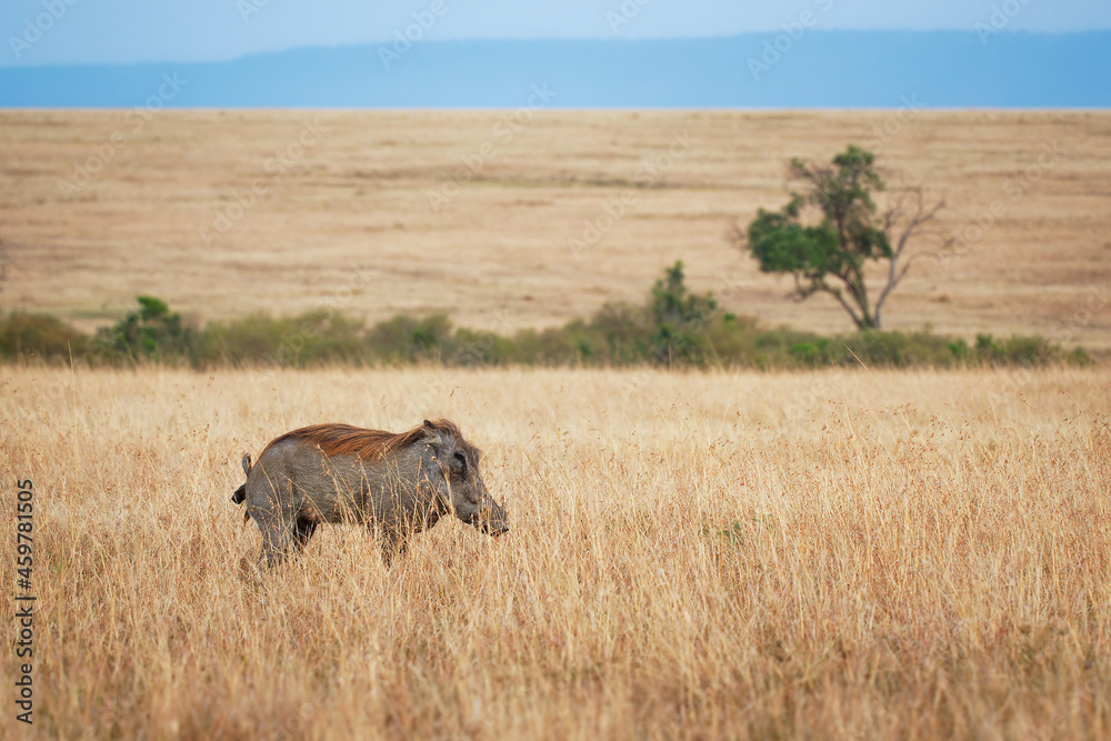 Fototapeta premium Common Warthog - Phacochoerus africanus wild member of pig family Suidae found in grassland, savanna, and woodland, warthog pig in savannah in Africa