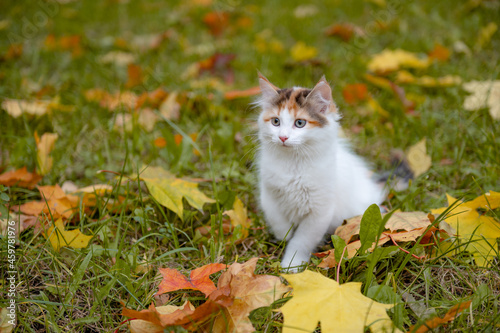 cute cat kitten walks on yellow autumn maple leaves. High quality photo photo