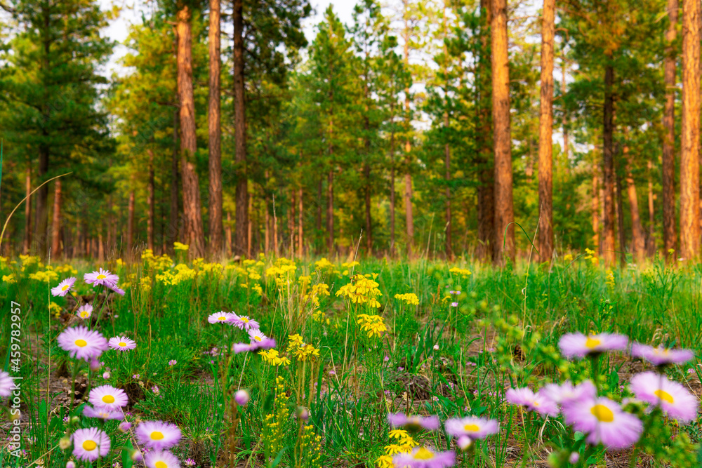 Beautiful Forest Meadow With Flowers