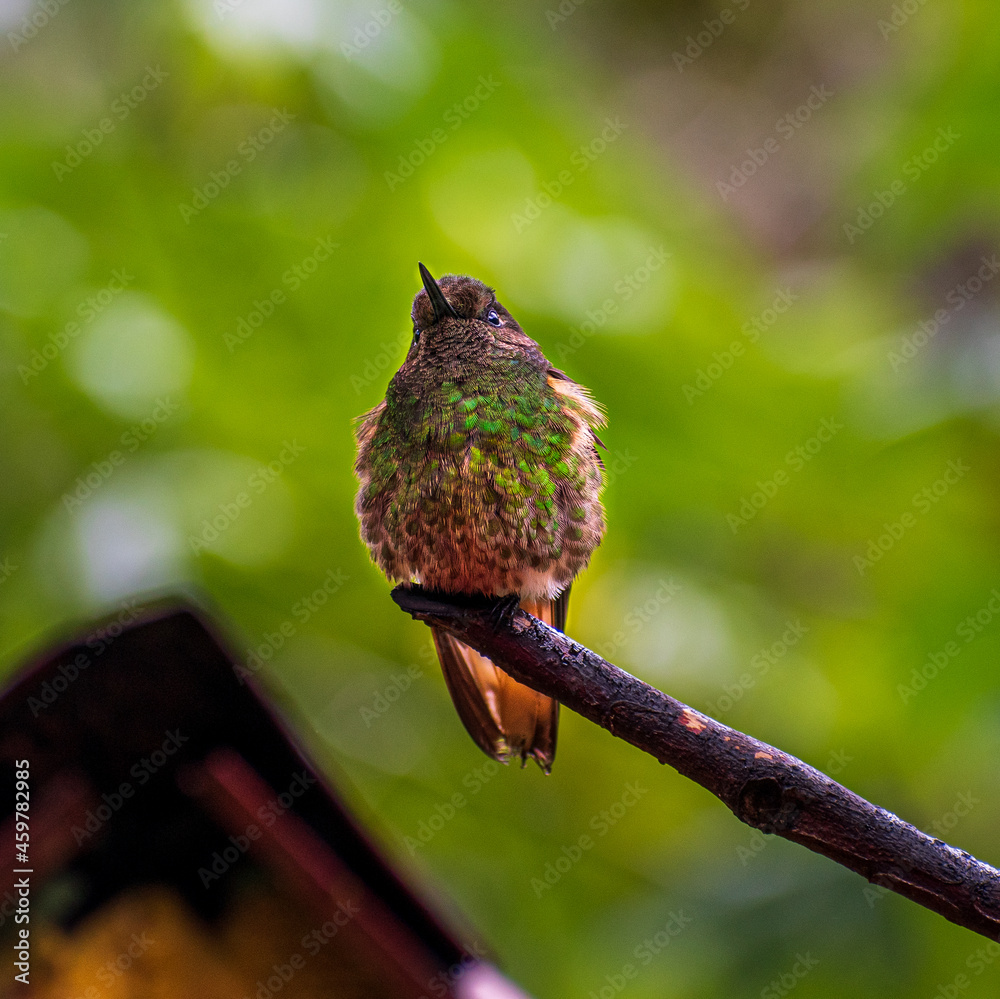 Fototapeta premium Colibrí