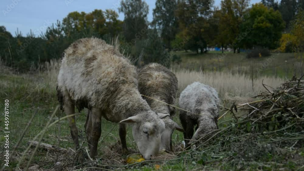 Three dirty sheep in a Russian village Three dirty sheep in a Russian village