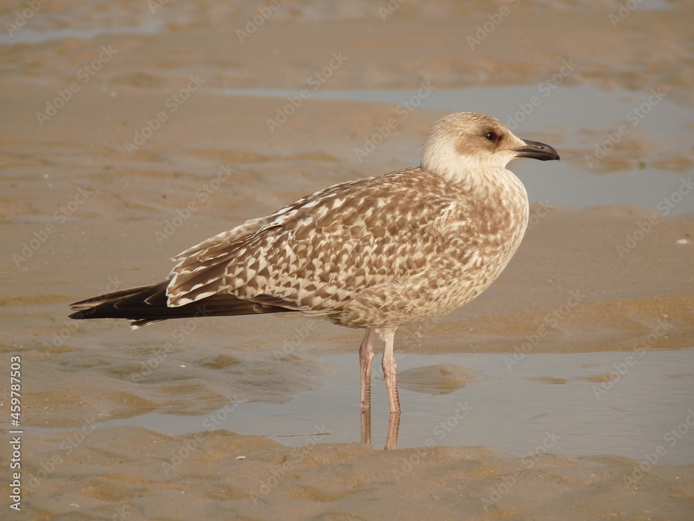 seagull on the beach seagull on the beach