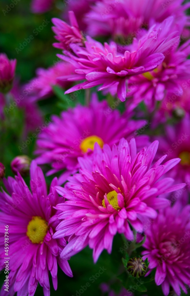 Obraz premium The energy of flowering chrysanthemums!