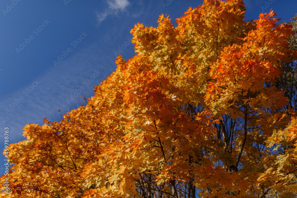 Fototapeta premium Autumn yellow tree in the fall.