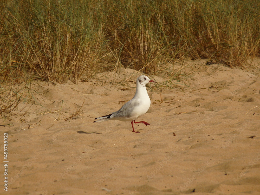 Fototapeta premium seagull on the beach