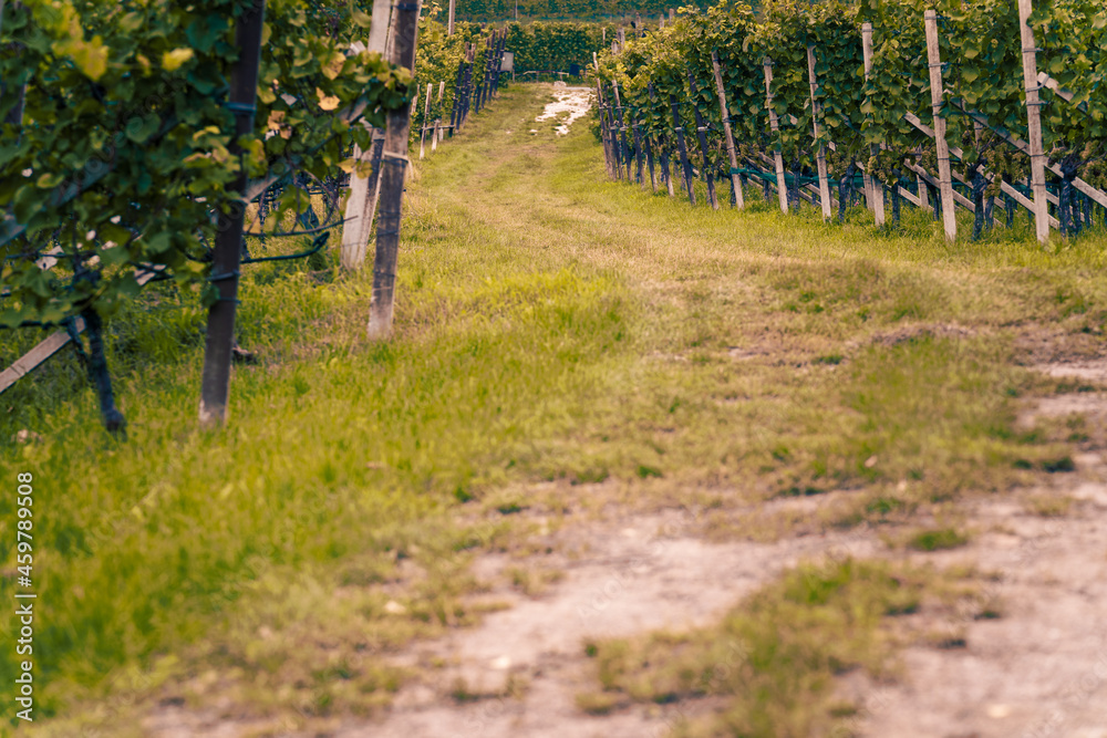 Naklejka premium Harvest time in orchards in South Tyrol, Italy