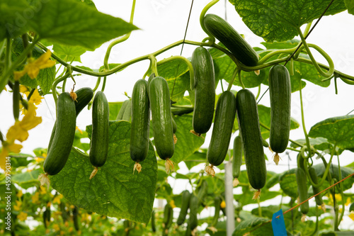Obraz na płótnie Cultivo de pepino mini en un invernadero de Almería
