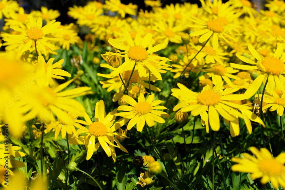 Abundant wild yellow flowers (yellow daisies)