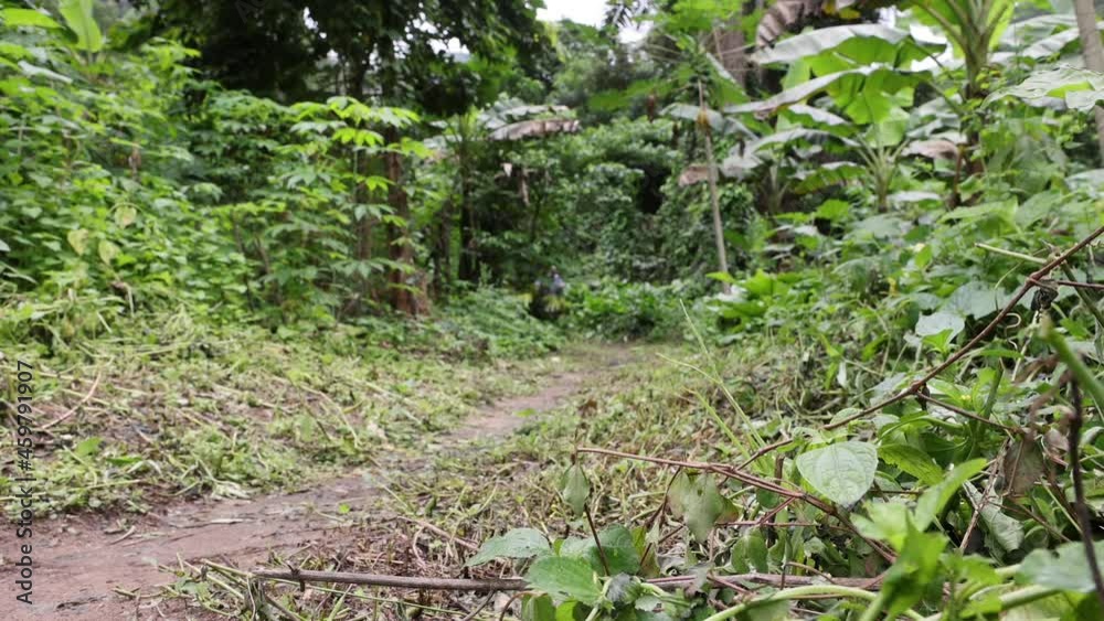 Man hiking tropical rainforest trail Ghana Africa. Bush rural Eastern Region near Togo border. Jungle and cultivated plantation in mountain valley. Hike to Tagbo Falls landscape nature. Man hiking tropical rainforest trail Ghana Africa. Bush rural Eastern Region near Togo border. Jungle and cultivated plantation in mountain valley. Hike to Tagbo Falls landscape nature.
